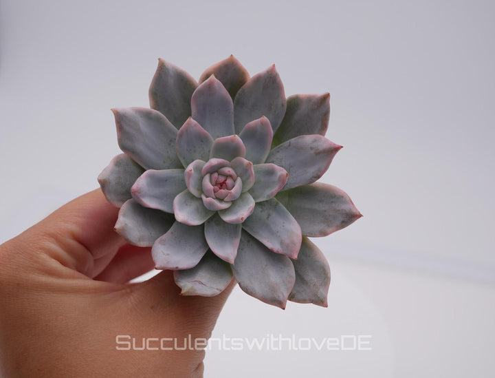 Echeveria 'Pink Blue Bird' variegated - schöne und sehr seltene Sukkulente - Sukkulente - Pflanze * Korea Import *