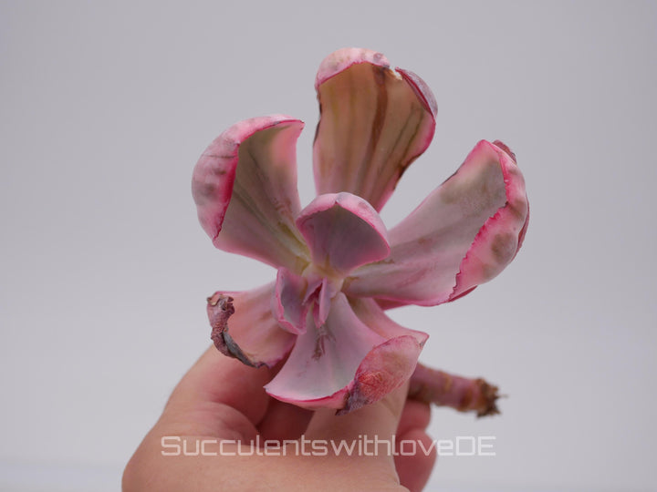 Echeveria 'Blue Rose' variegated - schöne und sehr seltene Sukkulente - Sukkulente - Pflanze * Korea Import *