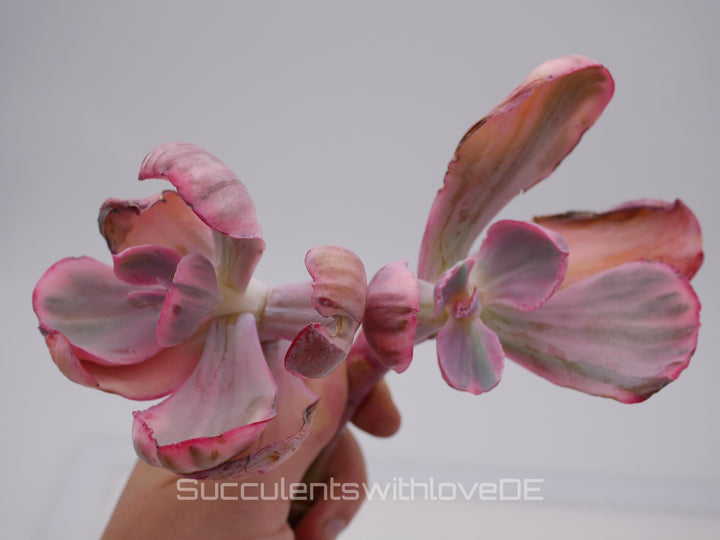 Echeveria 'Blue Rose' variegated - schöne und sehr seltene Sukkulente - Sukkulente - Pflanze * Korea Import *