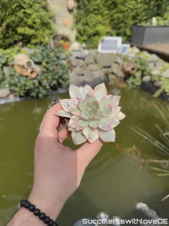Echeveria 'Moon Goddess' / 'Esther' variegated - schöne und sehr seltene Sukkulente - Pflanze * Korea Import *