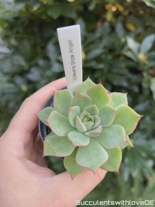 Echeveria 'Snow Angel' - schöne und sehr seltene Sukkulente - Pflanze * Korea Import *