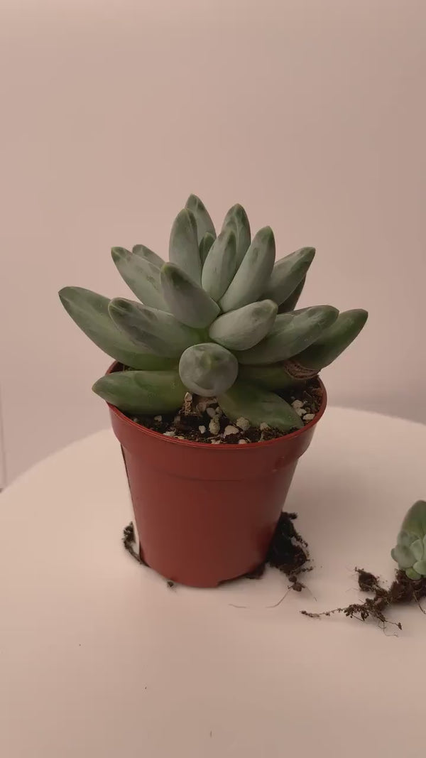 Pachyphytum compactum 'Little Jewel' - 1x Vermehrungsblatt