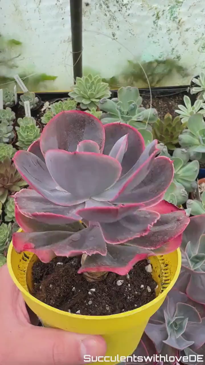 Echeveria 'Purpose Rose' - schöne und seltene Sukkulente - Sukkulente - Pflanze * Korea Import *