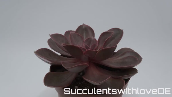 Echeveria 'Red Ruby' - seltene Sukkulente - Pflanze oder Vermehrungsblatt