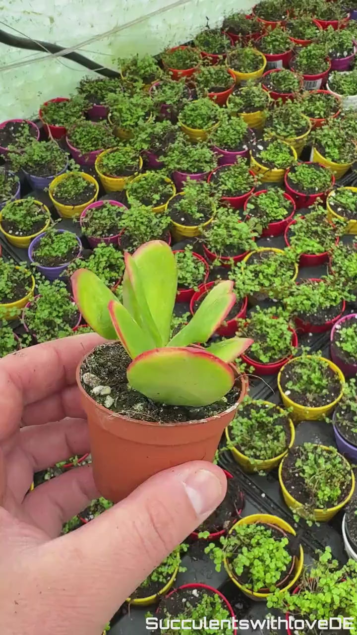 Crassula ovata 'Sunset'  - bunte Sukkulente - Steckling oder Vermehrungsblatt