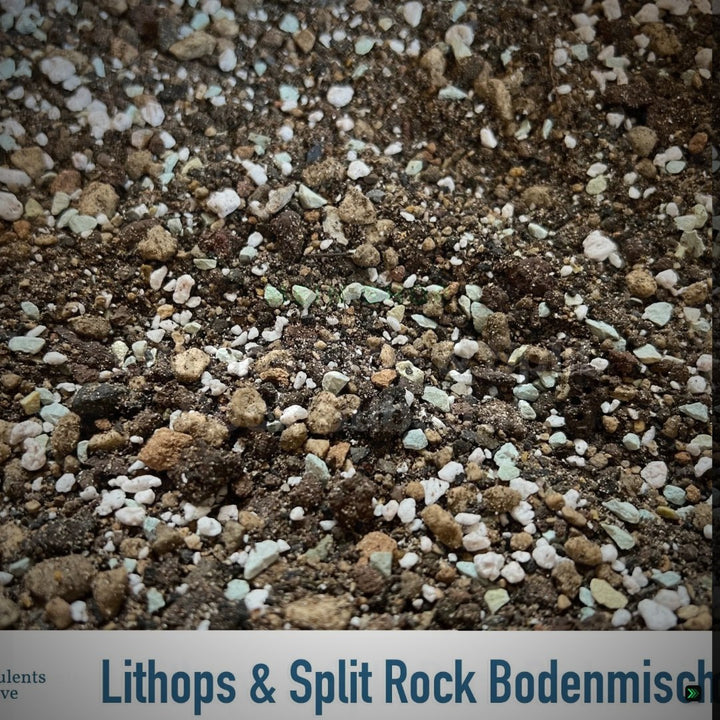 Lithops Erde & Split Rock Substrat - mineralische Sukkulentenerde handgemischt - lebende Steine, 1, 3 oder 6 Liter – Clean Showcase