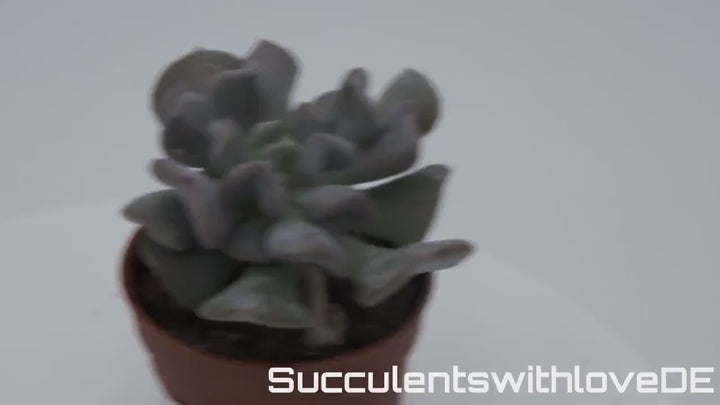 Echeveria Cubic Frost lebende Sukkulente - seltene pastell lila Zimmerpflanze mit gebogenen Blättern - Pflanze oder Vermehrungsblatt