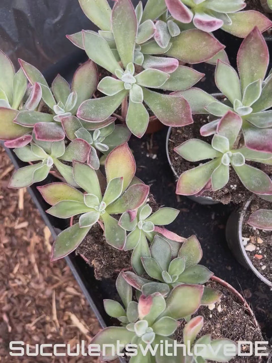 Echeveria pulvinata var. rubra - seltene und schöne Sukkulente - Vermehrungsblatt oder Pflanze