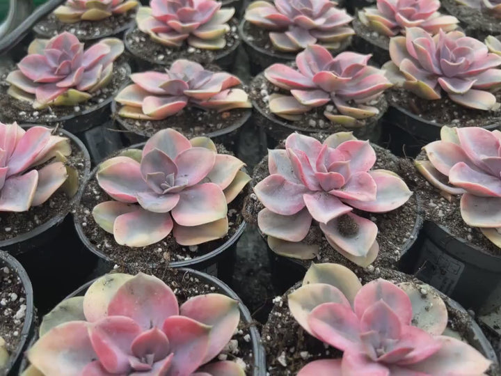 Echeveria Rainbow lebende Sukkulente - seltene bunte Zimmerpflanze gelb grün rot - pflegeleichte Pflanze, Vermehrungsblatt oder Pflanze