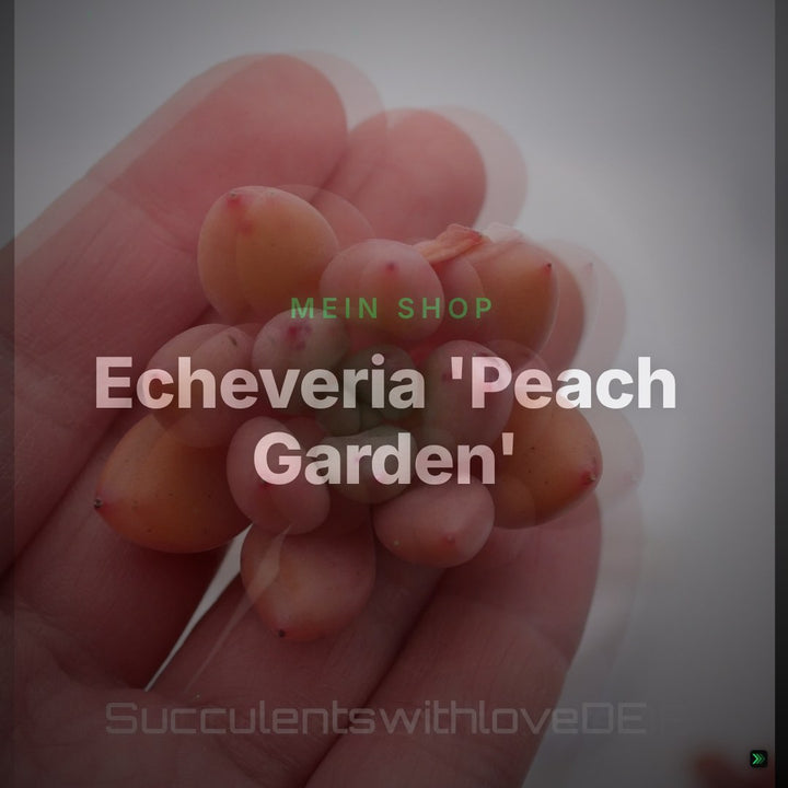 Echeveria 'Peach Garden' - schöne und seltene Sukkulente - Sukkulente - Pflanze * Korea Import * – Clean Showcase