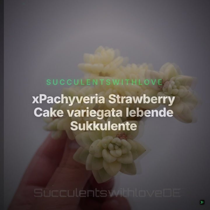 xPachyveria Strawberry Cake variegata lebende Sukkulente - seltene variegierte Zimmerpflanze gelb grün - Vermehrungsblatt oder Pflanze – Clean Showcase