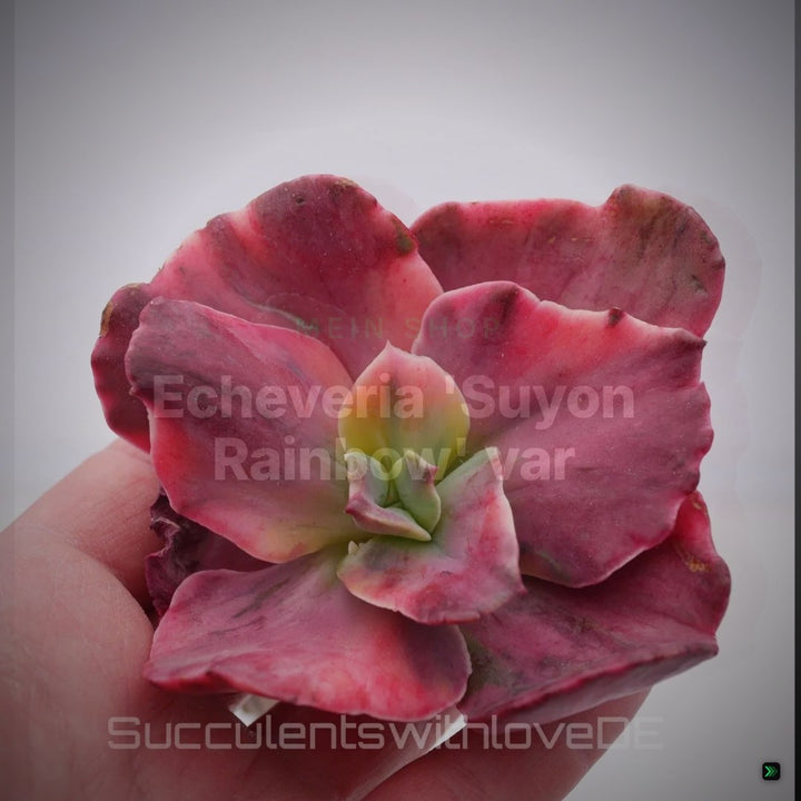 Echeveria 'Suyon Rainbow' var - schöne, bunte und seltene Sukkulente - Pflanze * Korea Import * – Clean Showcase