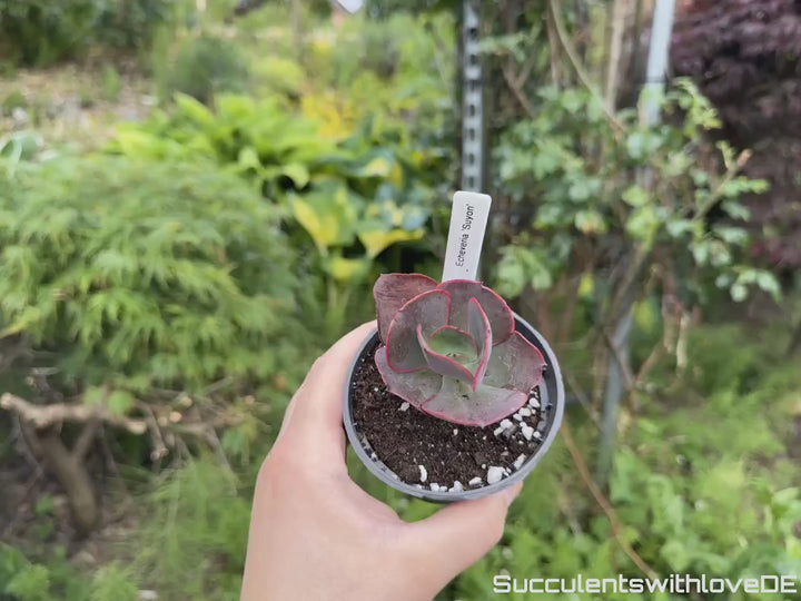 Echeveria 'Suyon' - grün, rote Sukkulente - schöne und sehr seltene Sukkulente - Pflanze * Korea Import *