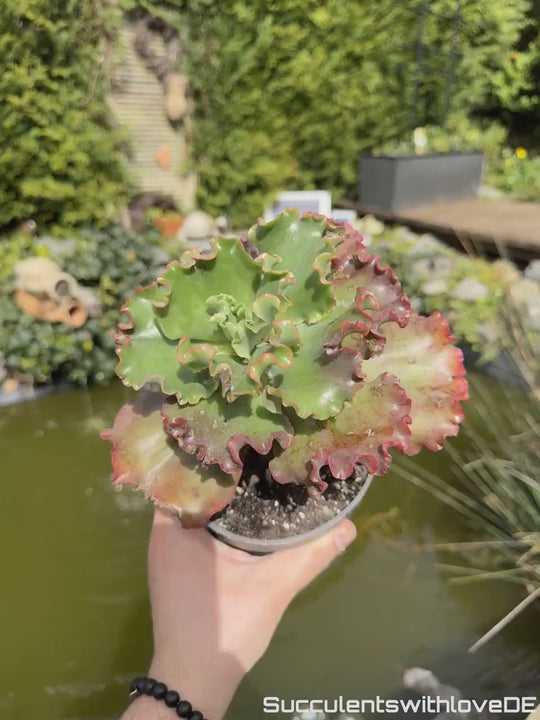 Echeveria 'Red trump' / 'Ellis' - schöne und sehr seltene Sukkulente - Pflanze * Korea Import *