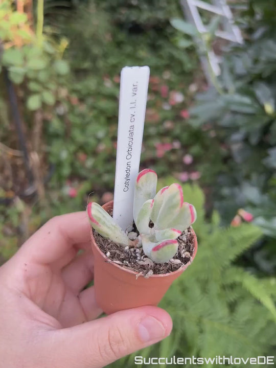 Cotyledon Orbiculata CV. long leaf variegated - sehr seltene und bunte Sukkulente - Pflanze