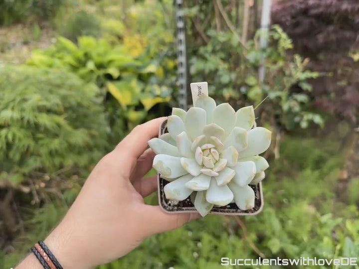 Echeveria 'Star Orange' - schöne und seltene Sukkulente - Sukkulente - Pflanze