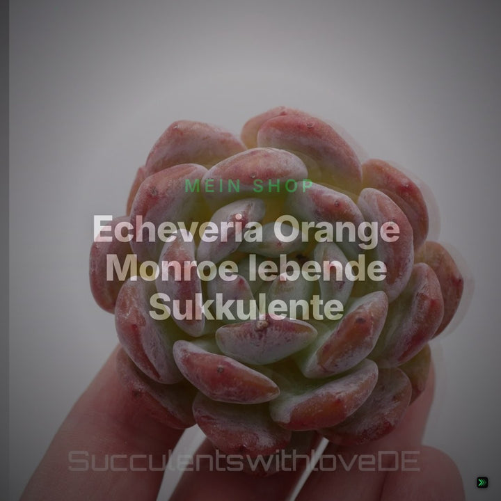 Echeveria Orange Monroe lebende Sukkulente - seltene orangene Zimmerpflanze koreanische Sukkulente - Vermehrungsblatt oder Pflanze – Clean Showcase