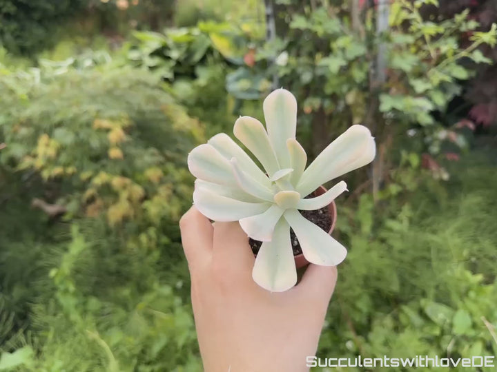 Echeveria runyonii f. variegata 'Akaihosi' - schöne und seltene Sukkulente - gelb grün - Vermehrungsblatt oder Pflanze