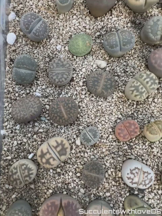 Lebende Steinpflanzen | Lithops Living Stone Sukkulenten | schöne farbige lebende Steine | SALE | medium