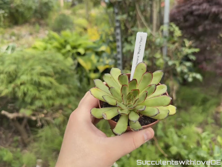 Echeveria Magma Pearl lebende Sukkulente - seltene grüne Zimmerpflanze mit dunkelroten Rändern - Pflanze oder Vermehrungsblatt