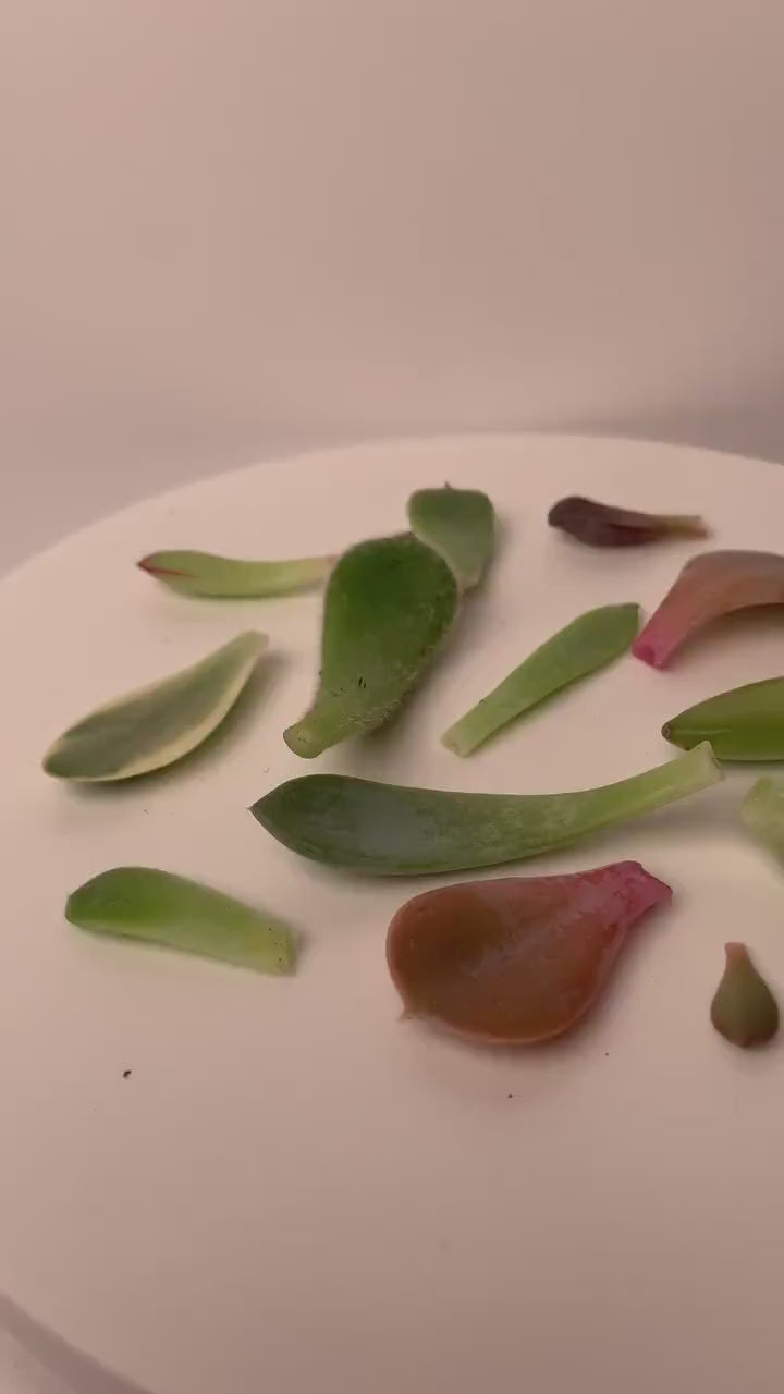 Verschiedene Sukkulenten Vermehrungsblätter - seltene und schöne Farben