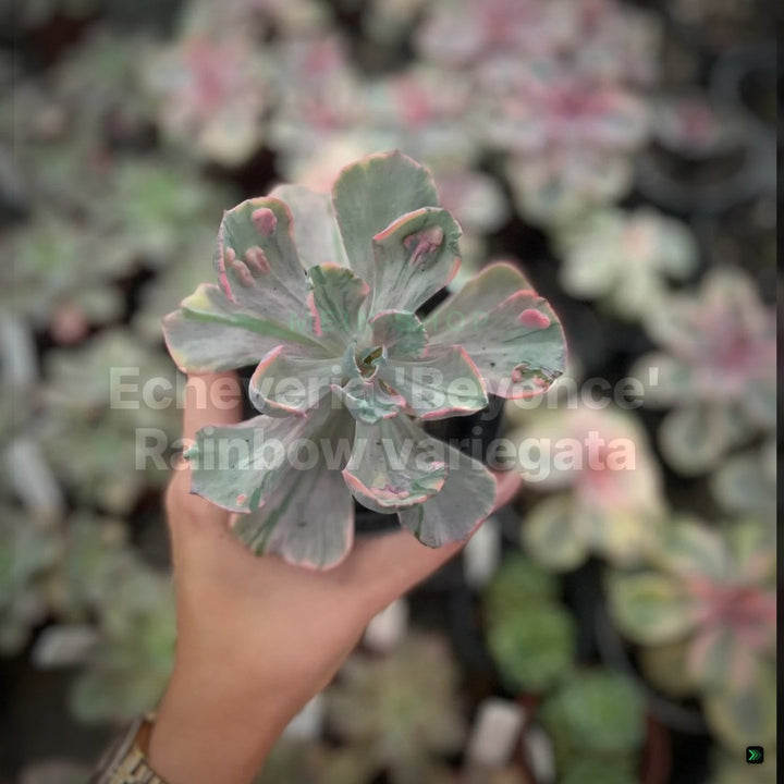 Echeveria 'Beyonce' Rainbow variegata - schöne und sehr seltene Sukkulente - Pflanze * Korea Import * – Clean Showcase