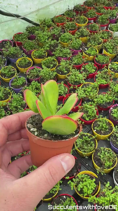 Crassula ovata Sunset - bunter Geldbaum Jade mit grün gelb roten Blättern - Steckling oder Pflanze