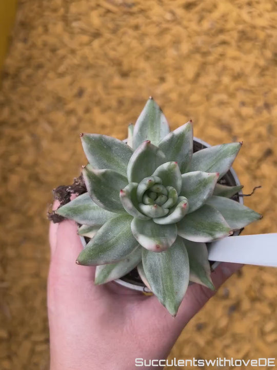 Echeveria AKSoul Variegated - schöne und sehr seltene Sukkulente - Pflanze * Korea Import *