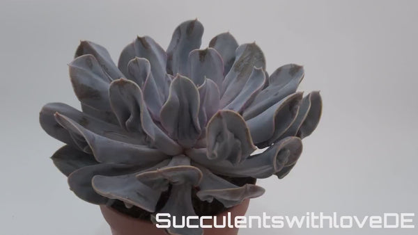 Echeveria 'Trompette' - sehr seltene und schöne Sukkulente - Vermehrungsblatt oder Pflanze