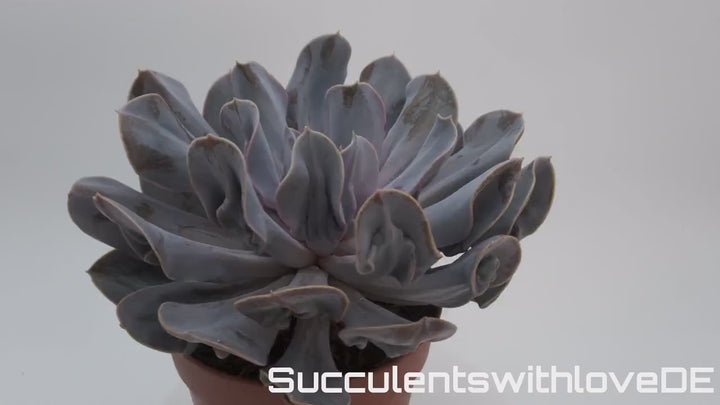Echeveria 'Trompette' - sehr seltene und schöne Sukkulente - Vermehrungsblatt oder Pflanze