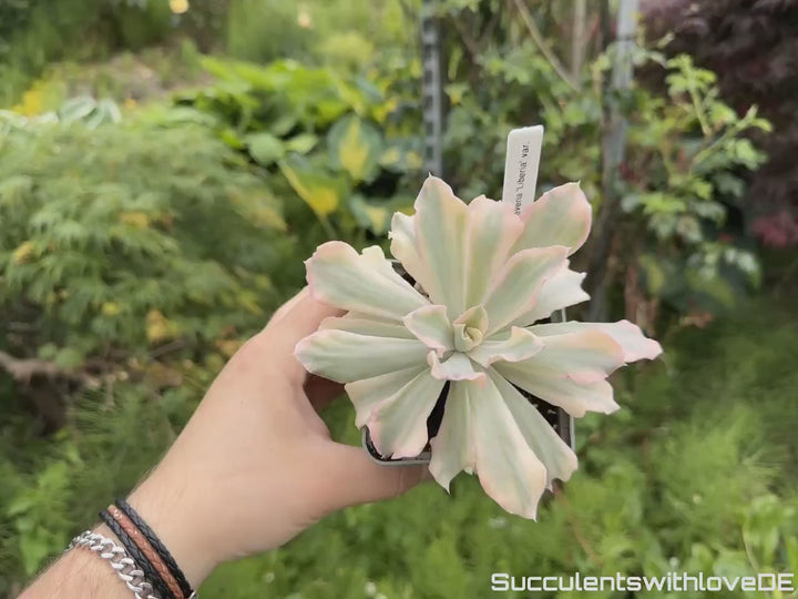 Echeveria 'Liberia' variegated - NUR 1 EXEMPLAR - schöne und seltene Sukkulente - Sukkulente - Pflanze * Korea Import *