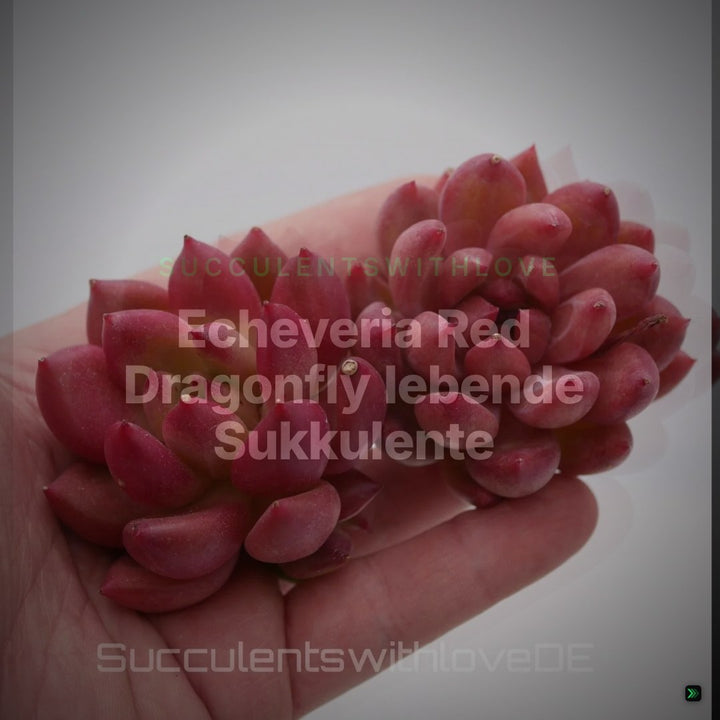Echeveria Red Dragonfly lebende Sukkulente - seltene farbintensive rote pink purpur Zimmerpflanze - Vermehrungsblatt oder Pflanze – Clean Showcase