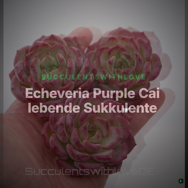 Echeveria Purple Cai lebende Sukkulente - seltene pink purpur grüne Zimmerpflanze - koreanische Sukkulente, Vermehrungsblatt oder Pflanze – Clean Showcase