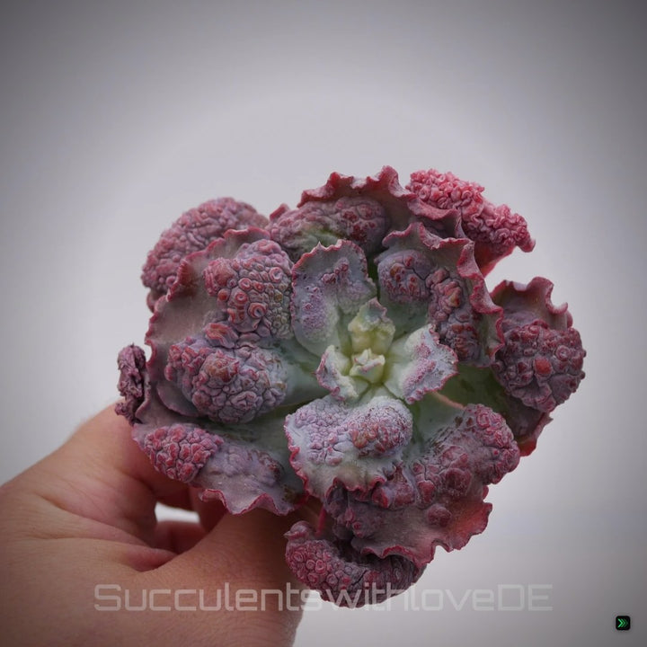 Echeveria 'Etna' - wunderschöne und seltene Sukkulente - Pflanze oder Vermehrungsblatt – Clean Showcase