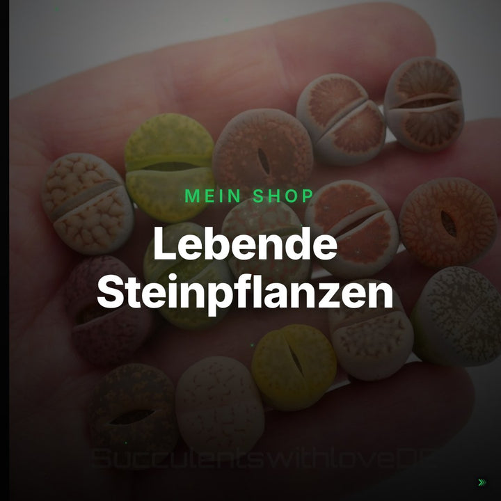 Lebende Steinpflanzen | Lithops Living Stone Sukkulenten | schöne farbige lebende Steine | SALE | medium – Clean Showcase