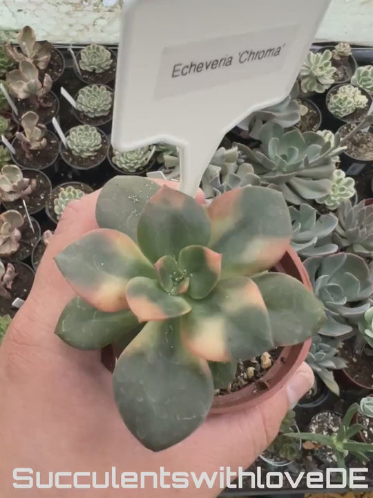 Echeveria Chroma lebende Sukkulente - schöne seltene grüne Zimmerpflanze die bei Licht bunt färbt - Pflanze oder Vermehrungsblatt