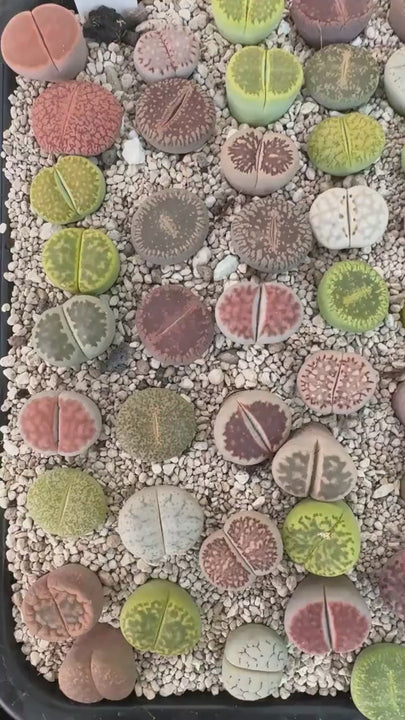 Lebende Steinpflanzen | Lithops Living Stone Sukkulenten | schöne farbige lebende Steine | SALE | medium