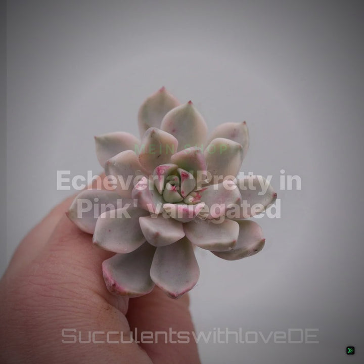 Echeveria 'Pretty in Pink' variegated - schöne und seltene Sukkulente - Sukkulente - Pflanze * Korea Import * – Clean Showcase