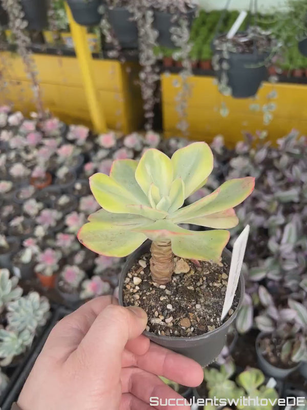 Echeveria 'Winter Sunset' variegated / Enfant variegated - schöne und sehr seltene Sukkulente - bunte Sukkulente - Pflanze * Korea Import *