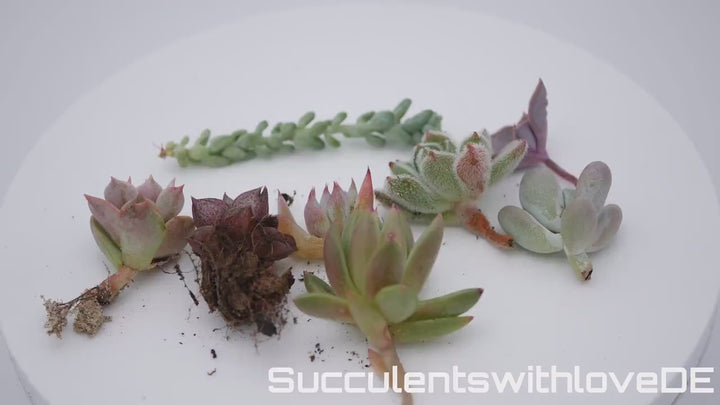 Sukkulenten Stecklinge | Mixpaket | Echeveria, Pachyveria, Crassula etc.