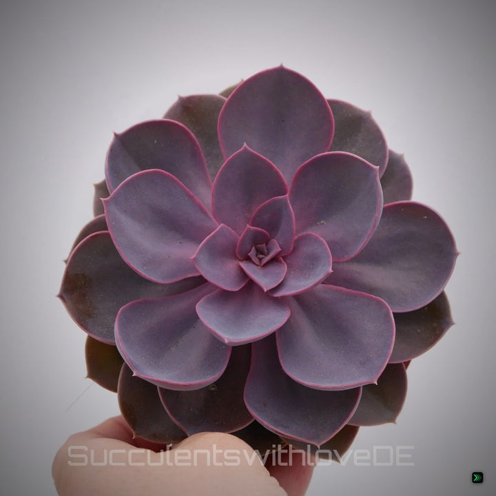 Echeveria 'Purple Pearl' - schöne Sukkulente - Vermehrungsblatt oder Pflanze – Clean Showcase