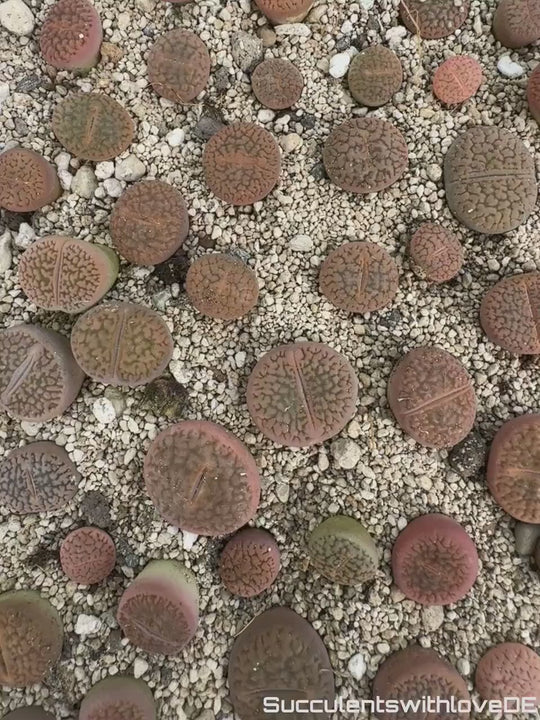 Lithops red mix | Lithops Living Stone