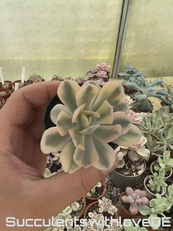 Echeveria runyonii f. variegata 'Akaihosi' - schöne und seltene Sukkulente - gelb grün - Vermehrungsblatt oder Pflanze