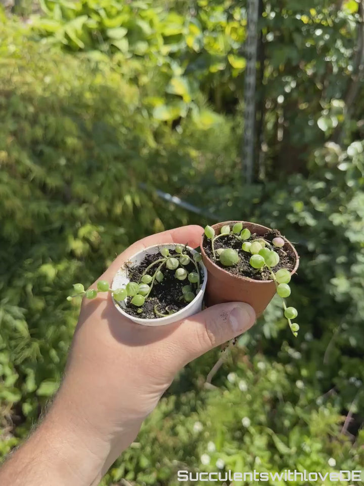 Senecio Rowleyanus Variegated (Erbsenpflanze) -  Steckling oder Pflanze