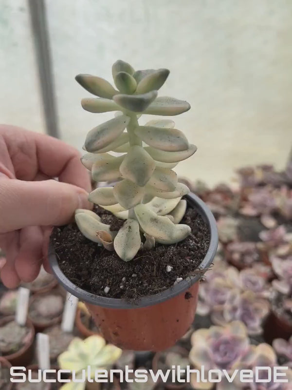 Graptoveria 'Titubans' variegata - schöne und seltene Sukkulente - gelb/grüne Sukkulente - Vermehrungsblatt oder Pflanze