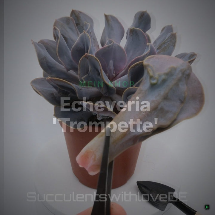 Echeveria 'Trompette' - sehr seltene und schöne Sukkulente - Vermehrungsblatt oder Pflanze – Clean Showcase