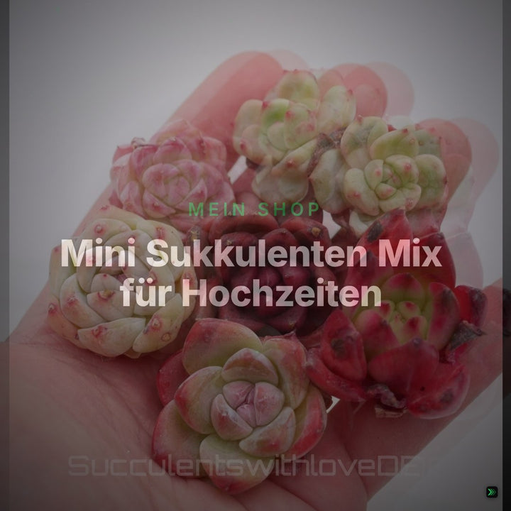 Mini Sukkulenten Mix für Hochzeiten, als Geschenk oder für deine Sammlung - schöne farbige Exemplare – Clean Showcase
