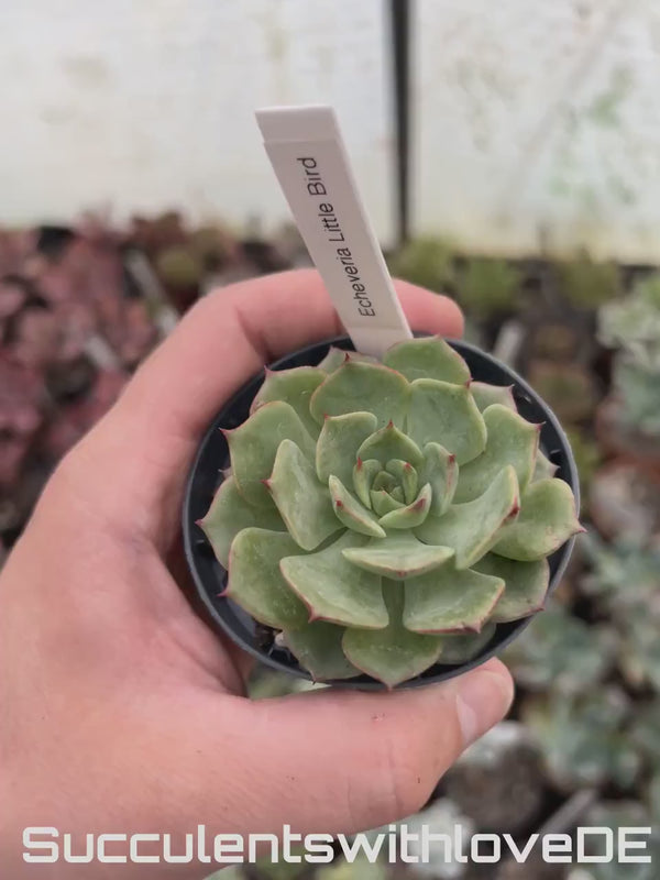 Echeveria 'Little Bird' - schöne und sehr seltene Sukkulente - Pflanze * Korea Import *