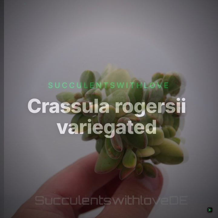 Crassula rogersii variegated - bunte Sukkulente - Pflanze oder Steckling – Clean Showcase