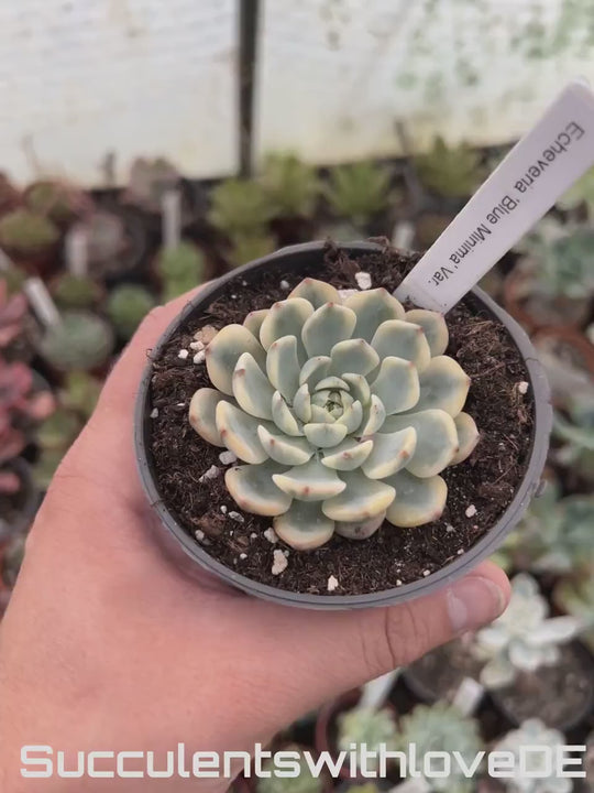 Echeveria Blue Minima variegata - seltene kleine variegierte Sukkulente mint grün creme - Einzelpflanze, Cluster oder Vermehrungsblatt